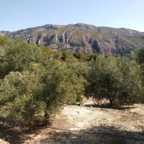 Finca of 4 Ha, in Production, Irrigation.