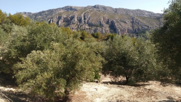 Finca of 4 Ha, in Production, Irrigation.