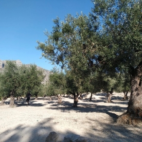Country House Finca Chorquets