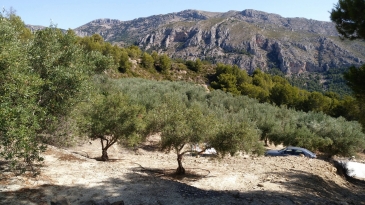 Finca of 4 Ha, in Production, Irrigation.
