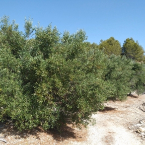 Finca of 4 Ha, in Production, Irrigation.