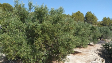 Finca of 4 Ha, in Production, Irrigation.