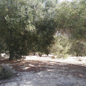 Finca of 4 Ha, in Production, Irrigation.