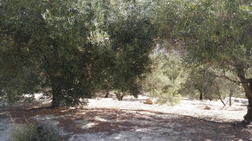 Finca of 4 Ha, in Production, Irrigation.