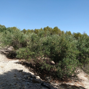 Finca of 4 Ha, in Production, Irrigation.