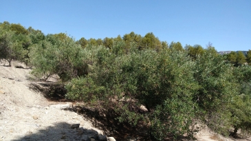 Finca of 4 Ha, in Production, Irrigation.