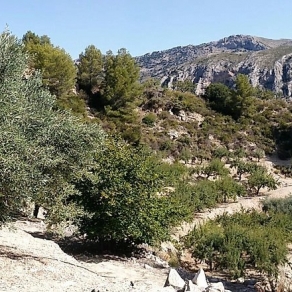 Finca of 4 Ha, in Production, Irrigation.