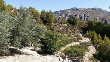 Finca of 4 Ha, in Production, Irrigation.