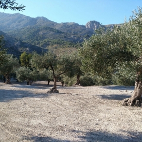 Country House Finca Chorquets