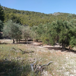 Finca of 4 Ha, in Production, Irrigation.
