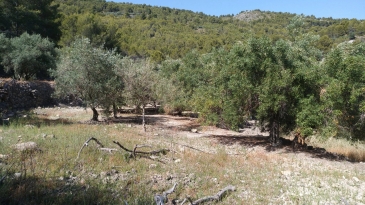 Finca of 4 Ha, in Production, Irrigation.