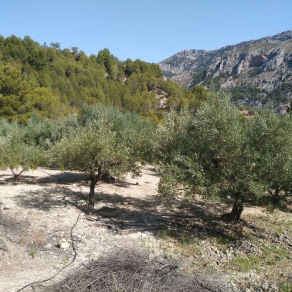 Finca of 4 Ha, in Production, Irrigation.