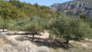 Finca of 4 Ha, in Production, Irrigation.