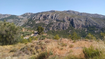 Finca of 4 Ha, in Production, Irrigation.